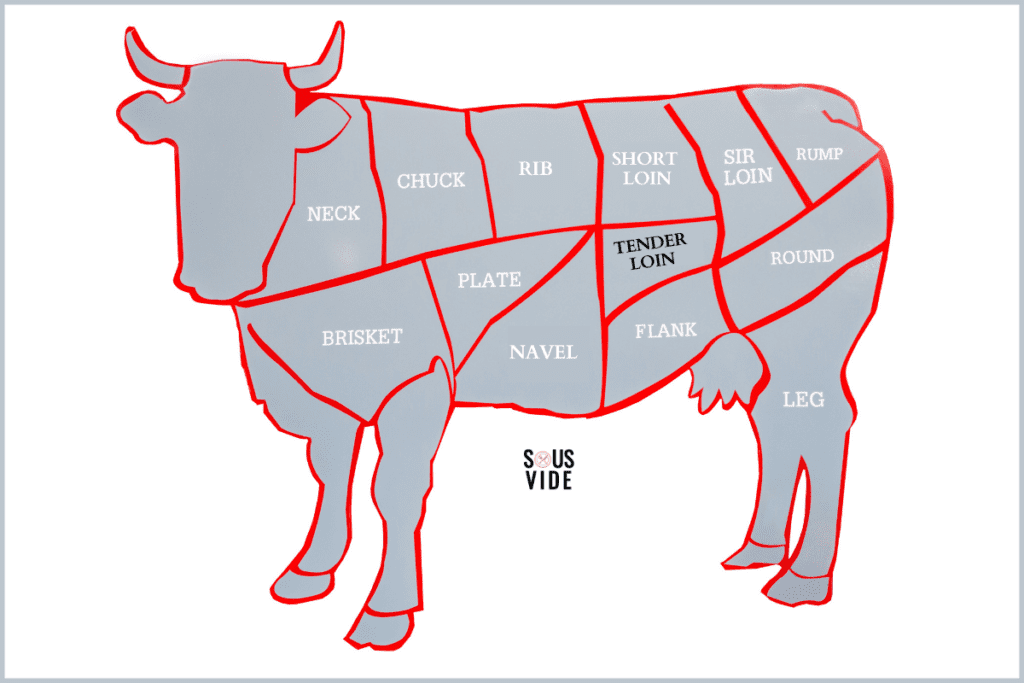 Animated outline of a cow showing where the various cuts of beef come from. The tenderloin, which is where the filet mignon comes from, is highlighted.