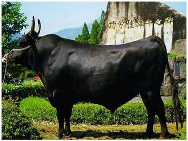 A picture of a Japanese Black bull.