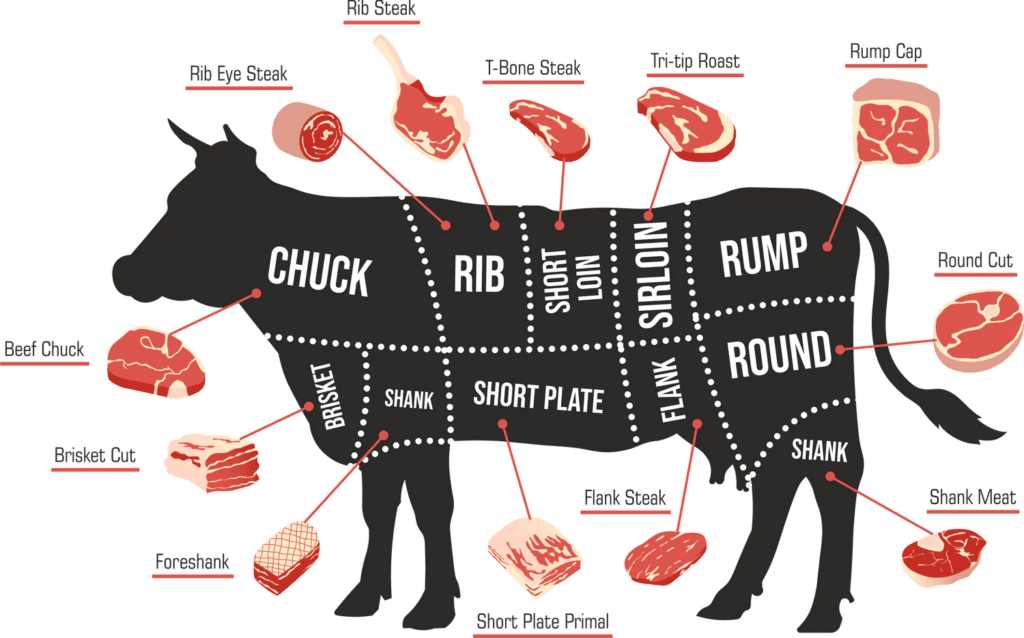 Diagram of a steer and the various cuts of beef that come from each section of the steer.