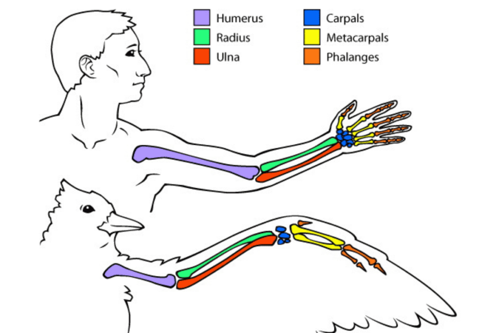Diagram showing a human arm and its bones and similarities to a bird wing and its bones.
